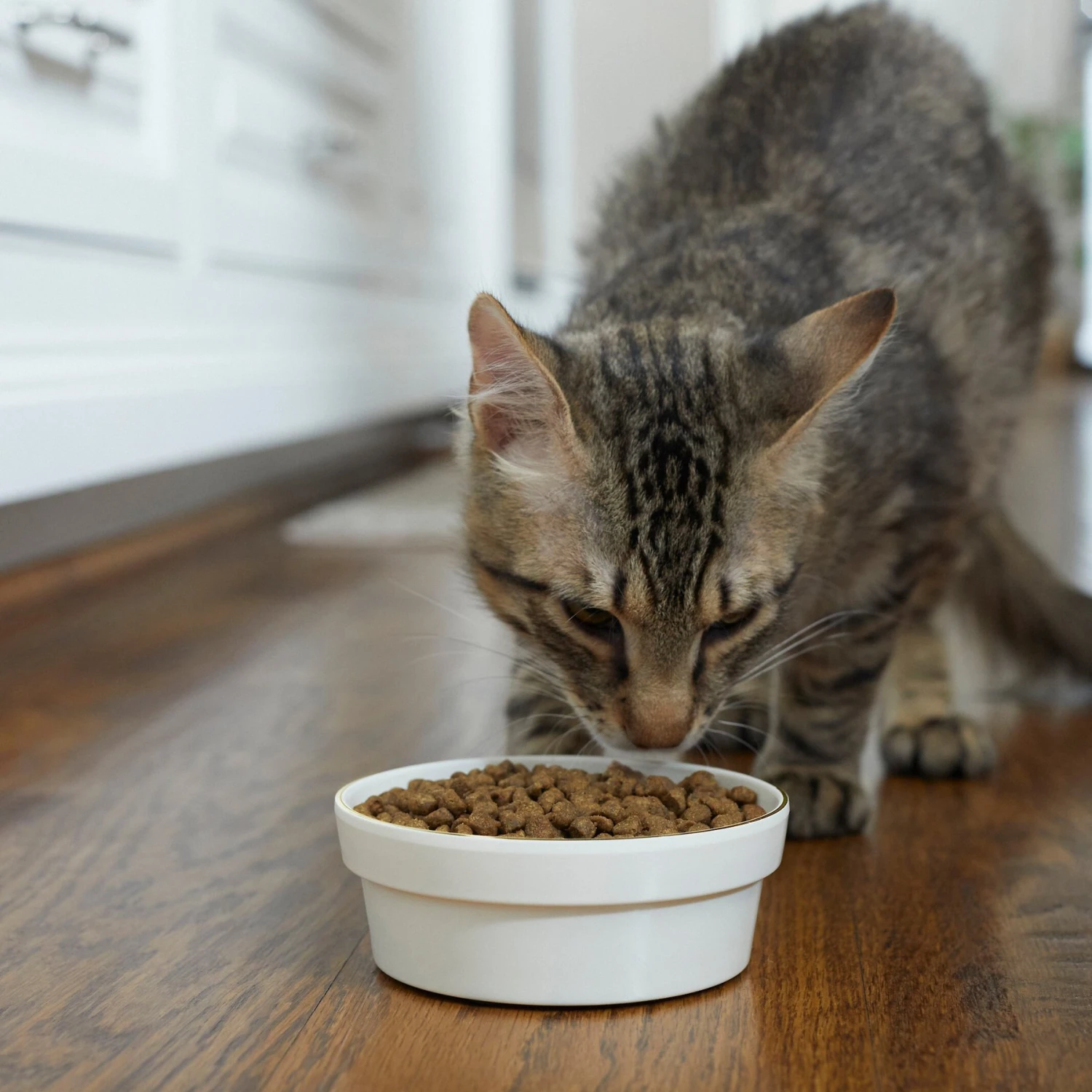 Frisco Gold Trim Melamine Dog & Cat Bowl 5 Frisco Gold Trim Melamine Dog & Cat Bowl - Image 3