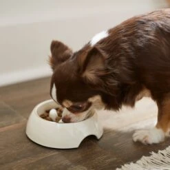 Frisco Melamine Slow Feed Dog & Cat Bowl With Gold Trim -Blue Buffalo Shop 253066 PT2. AC SS1800 V1616597844