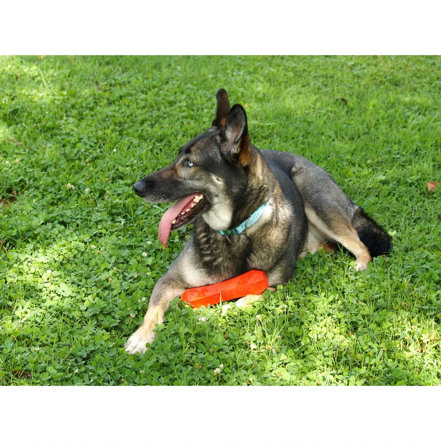 Playology Scented Squeaky Chew Stick Dog Toy 8 Playology Scented Squeaky Chew Stick Dog Toy - Image 6