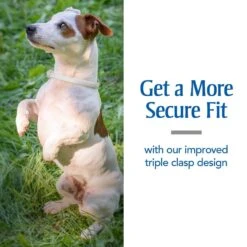 PetArmor Plus Flea & Tick Collar For Dogs 18 PetArmor Plus Flea & Tick Collar For Dogs -Blue Buffalo Shop 254560 PT7. AC SS1800 V1601336460