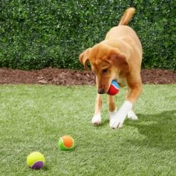 Frisco Fetch Squeaking Colorful Tennis Ball Dog Toy & True Acre Foods Salmon Recipe Mini-Training Rewards Grain-Free Soft & Chewy Dog Treats -Blue Buffalo Shop 255469 PT2. AC SS1800 V1602691284
