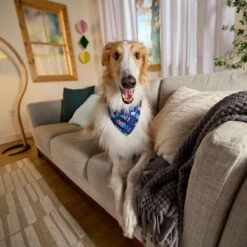 Goody Box Birthday Dog Toys & Treats -Blue Buffalo Shop 259001 PT4. AC SS1800 V1689886656