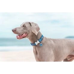 Red Dingo Anchor Stainless Steel Personalized Dog & Cat ID Tag, Blue -Blue Buffalo Shop 259739 PT4. AC SS1800 V1617751631