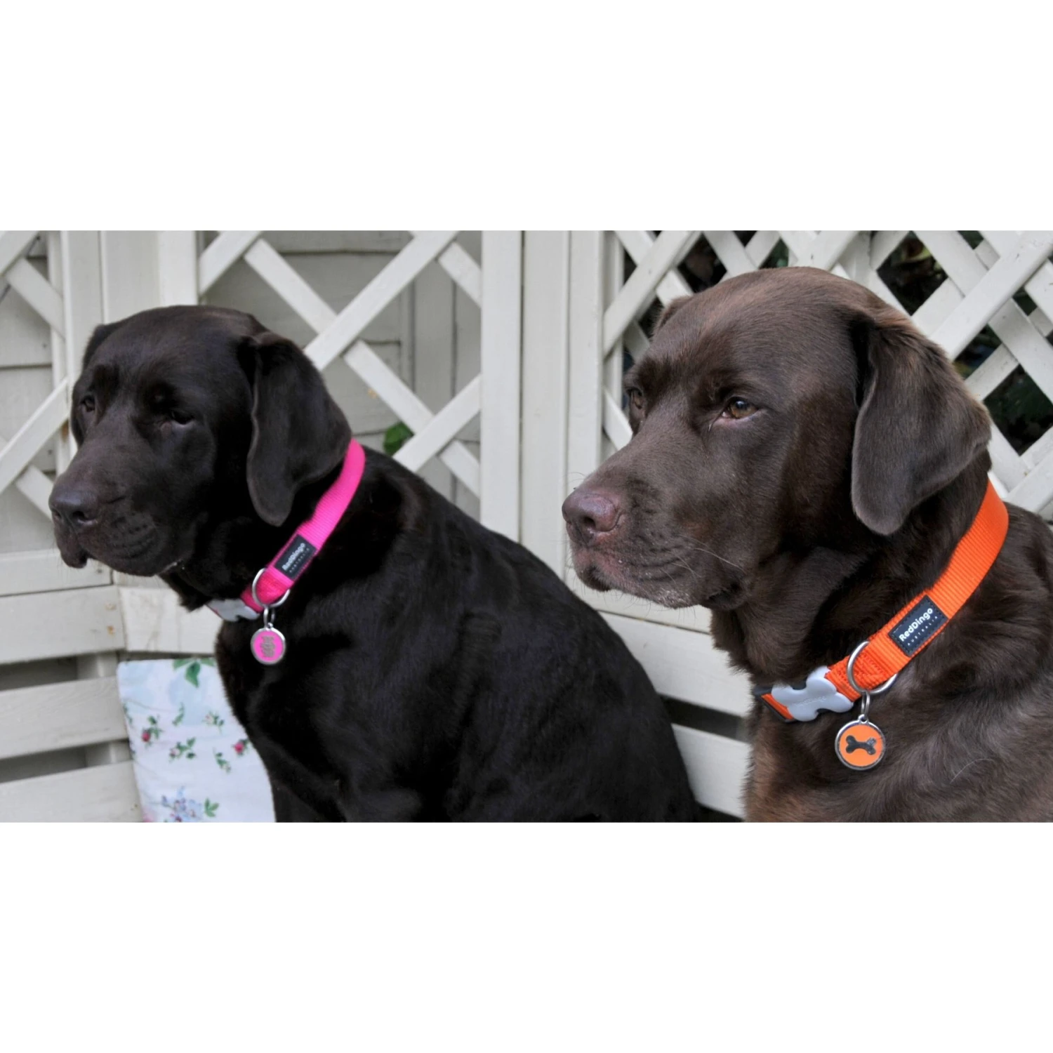 Red Dingo Bone Stainless Steel Personalized Dog ID Tag 6 Red Dingo Bone Stainless Steel Personalized Dog ID Tag - Image 4