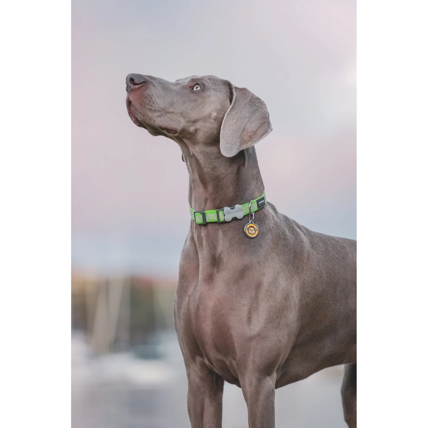 Red Dingo Monkey Stainless Steel Personalized Dog & Cat ID Tag 7 Red Dingo Monkey Stainless Steel Personalized Dog & Cat ID Tag - Image 5