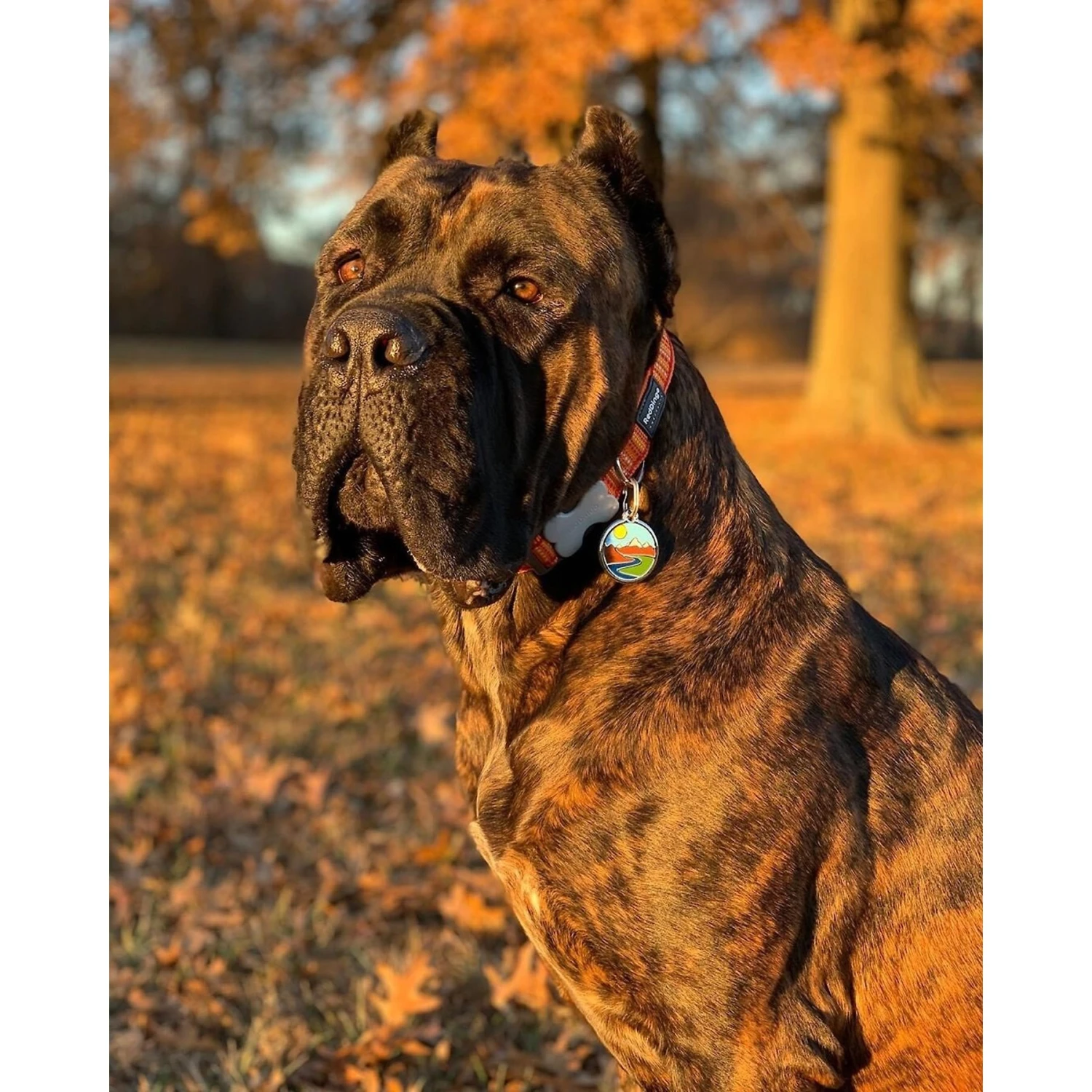 Red Dingo Mountains Stainless Steel Personalized Dog & Cat ID Tag 7 Red Dingo Mountains Stainless Steel Personalized Dog & Cat ID Tag - Image 5