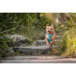 Red Dingo Rubber Duck Stainless Steel Personalized Dog & Cat ID Tag -Blue Buffalo Shop 260455 PT4. AC SS1800 V1627939010