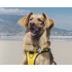 Red Dingo Yin & Yang Stainless Steel Personalized Dog & Cat ID Tag 12 Red Dingo Yin & Yang Stainless Steel Personalized Dog & Cat ID Tag -Blue Buffalo Shop 260699 PT4. AC SS1800 V1610095648