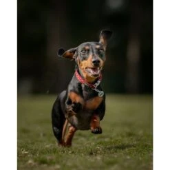 Red Dingo Cupcake Stainless Steel Personalized Dog & Cat ID Tag 12 Red Dingo Cupcake Stainless Steel Personalized Dog & Cat ID Tag -Blue Buffalo Shop 260816 PT4. AC SS1800 V1610109145