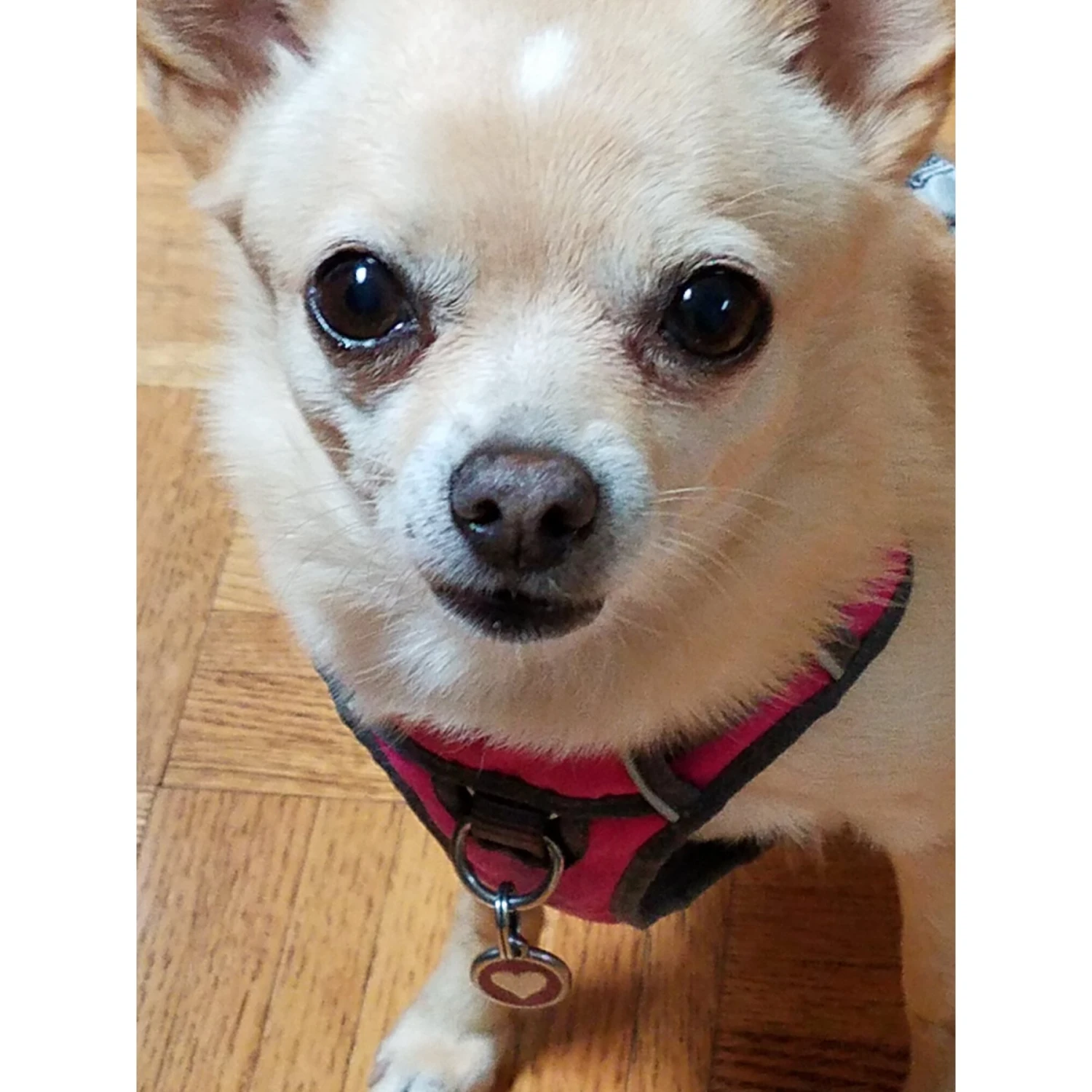 Red Dingo Glitter Heart Stainless Steel Personalized Dog & Cat ID Tag 6 Red Dingo Glitter Heart Stainless Steel Personalized Dog & Cat ID Tag - Image 4