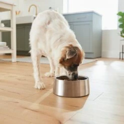 Frisco Insulated Non-Skid Stainless Steel Dog & Cat Bowl 15 Frisco Insulated Non-Skid Stainless Steel Dog & Cat Bowl -Blue Buffalo Shop 261757 PT5. AC SS1800 V1623937435