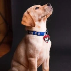 Quick-Tag Disney's Minnie & Mickey Heart Personalized Dog & Cat ID Tag -Blue Buffalo Shop 266402 PT3. AC SS1800 V1611958591