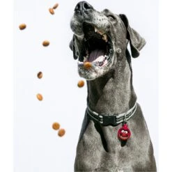 Quick-Tag Disney's Muppets Monster Circle Personalized Dog & Cat ID Tag 9 Quick-Tag Disney's Muppets Monster Circle Personalized Dog & Cat ID Tag -Blue Buffalo Shop 266413 PT3. AC SS1800 V1611958599