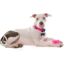 Quick-Tag Personalized Dog ID Tag, Got Treats -Blue Buffalo Shop 269122 PT3. AC SS1800 V1614036409