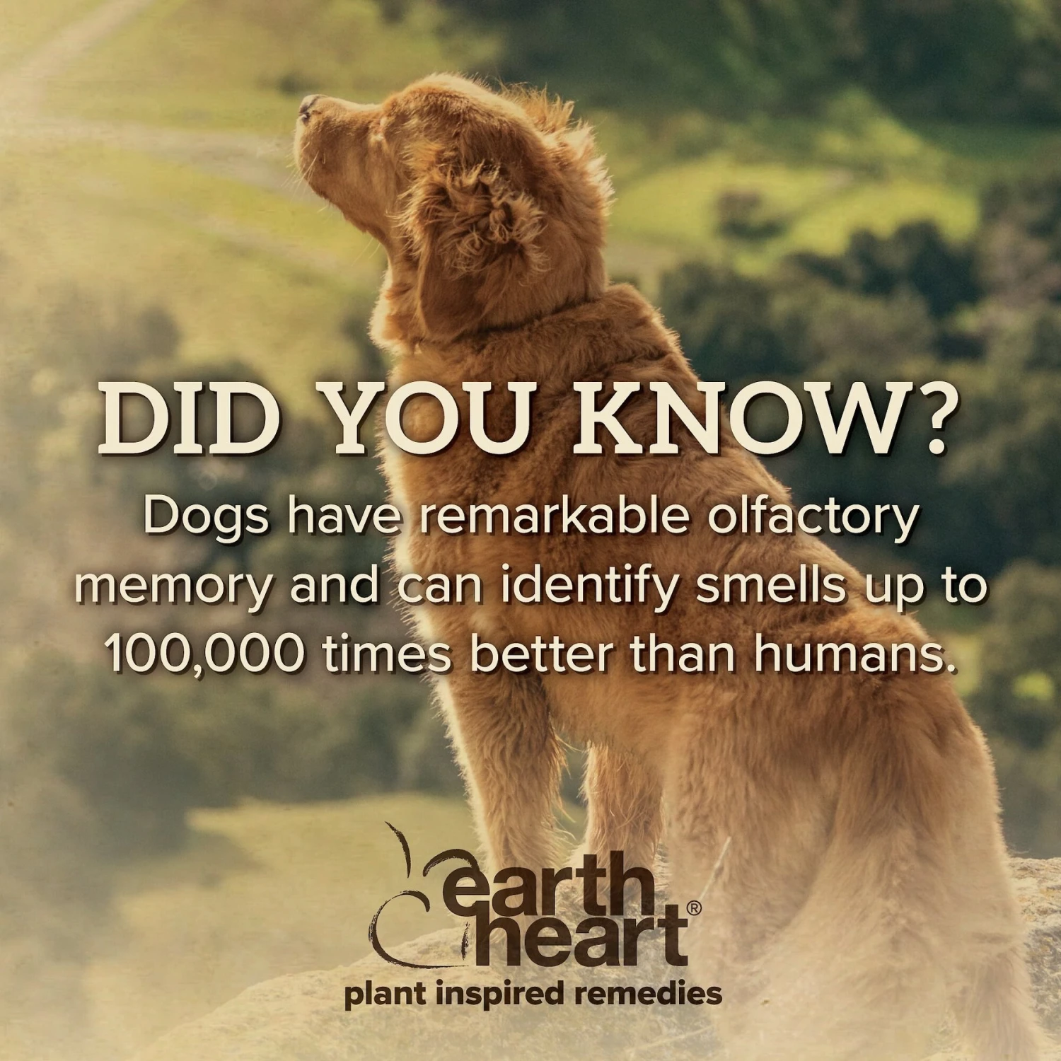 Earth Heart Buzz Guard Aromatherapy Dog Treatment 8 Earth Heart Buzz Guard Aromatherapy Dog Treatment - Image 6