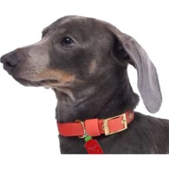 Trill Paws Spicy AF Personalized Dog & Cat ID Tag -Blue Buffalo Shop 272388 PT2. AC SS1800 V1613604695