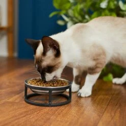 Frisco Elevated Stainless Steel Dish Cat Bowl, 1 Cup 12 Frisco Elevated Stainless Steel Dish Cat Bowl, 1 Cup -Blue Buffalo Shop 277517 PT3. AC SS1800 V1630347977