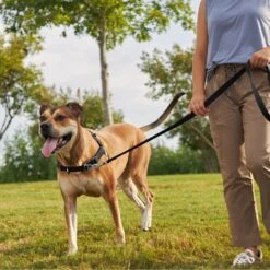 Frisco Basic No Pull Harness 11 Frisco Basic No Pull Harness -Blue Buffalo Shop 277873 PT4. AC SS1800 V1629816999