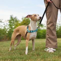 Frisco Padded Reflective No Pull Harness 11 Frisco Padded Reflective No Pull Harness -Blue Buffalo Shop 277892 PT4. AC SS1800 V1629816716