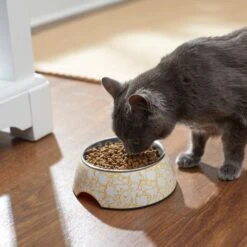 Disney Winnie The Pooh Non-Skid Stainless Steel With Melamine Stand Dog & Cat Bowl, Yellow 10 Disney Winnie The Pooh Non-Skid Stainless Steel With Melamine Stand Dog & Cat Bowl, Yellow -Blue Buffalo Shop 280632 PT3. AC SS1800 V1629986909