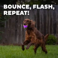 Planet Dog Orbee-Tuff Strobe Ball Light Up LED Dog Toy -Blue Buffalo Shop 281727 PT3. AC SS1800 V1646778443