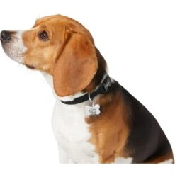 Frisco Chewy Stainless Steel Personalized Dog ID Tag With Enamel Infill 9 Frisco Chewy Stainless Steel Personalized Dog ID Tag With Enamel Infill -Blue Buffalo Shop 281945 PT6. AC SS1800 V1624334875