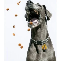 Quick-Tag Star Wars BB-8 How I Roll Circle Personalized Dog & Cat ID Tag -Blue Buffalo Shop 286306 PT3. AC SS1800 V1619216829