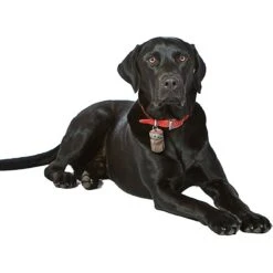 Quick-Tag Star Wars The Mandalorian's The Child Baby Yoda Military Personalized Dog & Cat ID Tag 9 Quick-Tag Star Wars The Mandalorian's The Child Baby Yoda Military Personalized Dog & Cat ID Tag -Blue Buffalo Shop 286322 PT3. AC SS1800 V1619217163