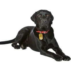 Quick-Tag Star Wars StormTrooper Soldier Of The Empire Military Personalized Dog & Cat ID Tag -Blue Buffalo Shop 286327 PT3. AC SS1800 V1619215632