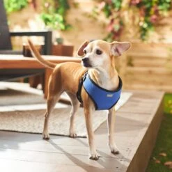 Frisco Padded Step-In Harness 11 Frisco Padded Step-In Harness -Blue Buffalo Shop 287451 PT8. AC SS1800 V1631669389