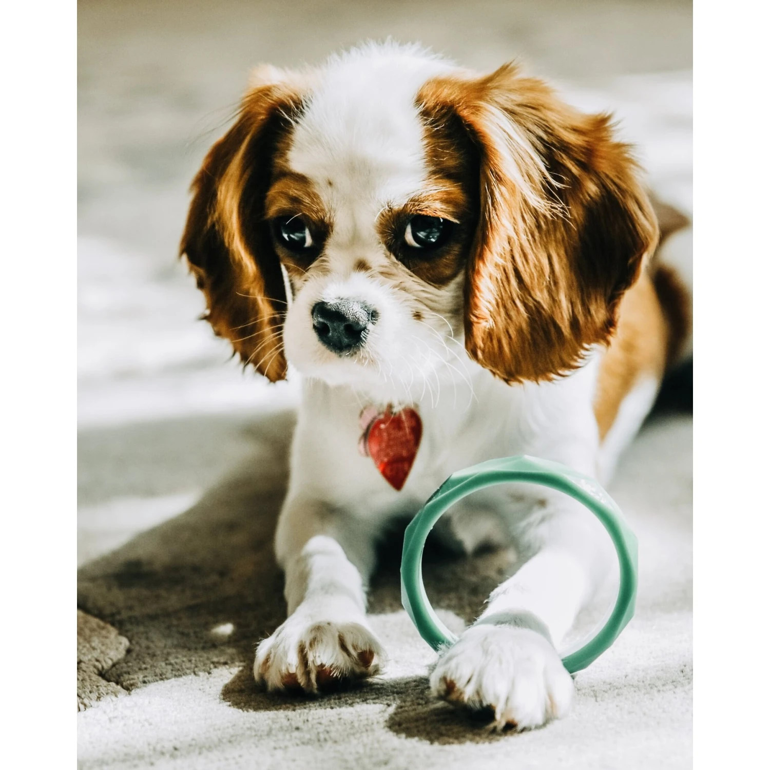 Sweet Paws Santa Paws Stack Wearable Puppy Teether Dog Toy, 4 Count 4 Sweet Paws Santa Paws Stack Wearable Puppy Teether Dog Toy, 4 Count - Image 2