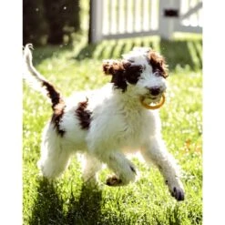 Sweet Paws Santa Paws Stack Wearable Puppy Teether Dog Toy, 4 Count 19 Sweet Paws Santa Paws Stack Wearable Puppy Teether Dog Toy, 4 Count -Blue Buffalo Shop 289061 PT8. AC SS1800 V1626816083