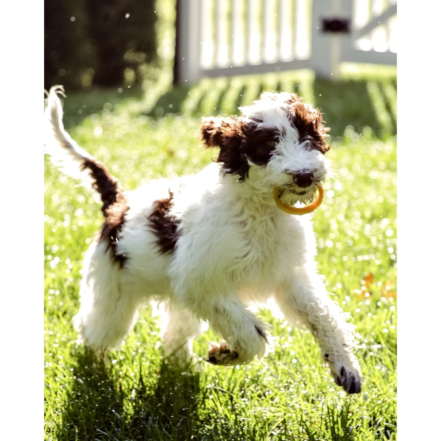 Sweet Paws Santa Paws Stack Wearable Puppy Teether Dog Toy, 4 Count 11 Sweet Paws Santa Paws Stack Wearable Puppy Teether Dog Toy, 4 Count - Image 9