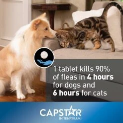 Capstar Flea Oral Treatment For Dogs, Over 25 Lbs & Onguard Plus Flea & Tick Spot Treatment For Dogs, 89-132 Lbs -Blue Buffalo Shop 297658 PT2. AC SS1800 V1626730577