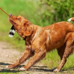 Outward Hound Tail Teaser With Refill Dog & Cat Teaser Toy & Wellness Soft Puppy Bites Lamb & Salmon Recipe Grain-Free Natural Dog Treats -Blue Buffalo Shop 298374 PT3. AC SS1800 V1623193341