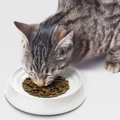 CatGuru Dog & Cat Food Bowls 15 CatGuru Dog & Cat Food Bowls -Blue Buffalo Shop 308473 PT5. AC SS1800 V1649104312
