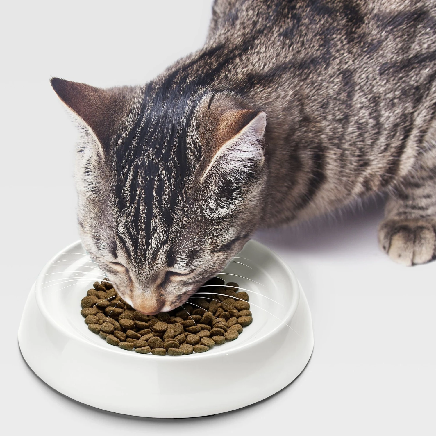 CatGuru Dog & Cat Food Bowls 8 CatGuru Dog & Cat Food Bowls - Image 6