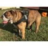 HDP Big Dog No Pull Dog Harness 2 HDP Big Dog No Pull Dog Harness -Blue Buffalo Shop 310190 MAIN. AC SS1800 V1625619383