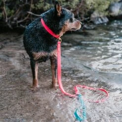 PawFurEver Reflective & Waterproof Dog Leash -Blue Buffalo Shop 310278 PT4. AC SS1800 V1645051921