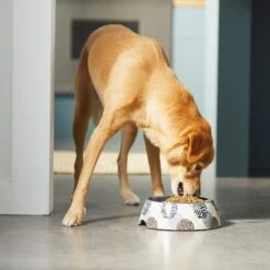 Frisco Animal Design Stainless Steel Dog & Cat Bowl -Blue Buffalo Shop 311960 PT2. AC SS1800 V1642542990