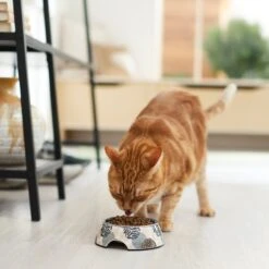 Frisco Animal Design Stainless Steel Dog & Cat Bowl -Blue Buffalo Shop 311960 PT3. AC SS1800 V1642542415