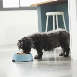 Frisco Coral Design Stainless Steel Dog & Cat Bowl -Blue Buffalo Shop 311972 PT2. AC SS1800 V1642543021