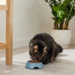 Frisco Coral Design Stainless Steel Dog & Cat Bowl -Blue Buffalo Shop 311972 PT3. AC SS1800 V1642542435