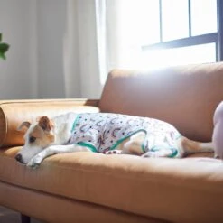 Frisco Rainbow Dog & Cat PJs -Blue Buffalo Shop 312283 PT8. AC SS1800 V1644879887