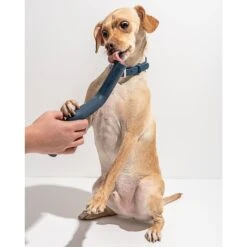 Wild One Bolt Bite Dog Chew Toy 15 Wild One Bolt Bite Dog Chew Toy -Blue Buffalo Shop 314752 PT5. AC SS1800 V1626471680