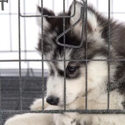 Pet Adobe Hanging Dog Bowl Set -Blue Buffalo Shop 315037 PT5. AC SS1800 V1626388021