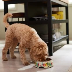 Disney Minnie Mouse Summer Bamboo Melamine Stainless Steel Dog & Cat Bowl -Blue Buffalo Shop 315339 PT2. AC SS1800 V1647282132