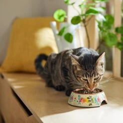 Disney Minnie Mouse Summer Bamboo Melamine Stainless Steel Dog & Cat Bowl -Blue Buffalo Shop 315339 PT3. AC SS1800 V1647282351