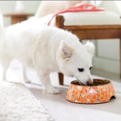 Disney Mickey Mouse Orange Bamboo Melamine Stainless Steel Dog & Cat Bowl 13 Disney Mickey Mouse Orange Bamboo Melamine Stainless Steel Dog & Cat Bowl -Blue Buffalo Shop 315346 PT2. AC SS1800 V1647283263