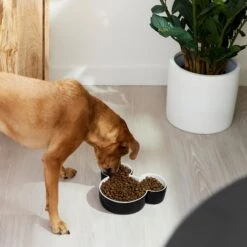 Disney Mickey Mouse Ceramic Dog & Cat Bowl -Blue Buffalo Shop 315360 PT2. AC SS1800 V1647283421